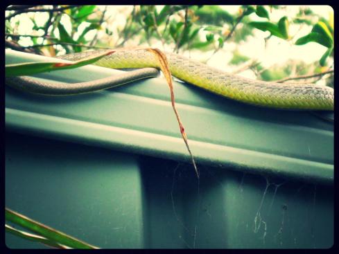 tree snake 4