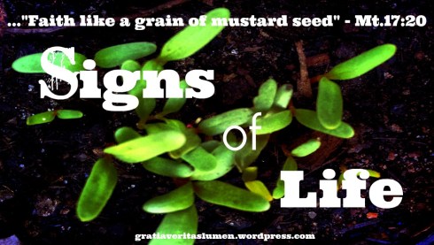 Faith like a grain of mustard seed