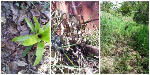 Field Trip_LandformFuanaFlora excursion Collage 4