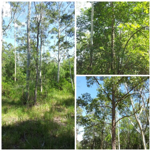 Field Trip_LandformFuanaFlora excursion Collage