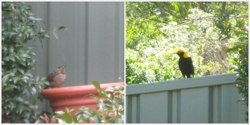 Bower Bird collage
